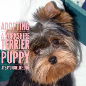 Adopting a Yorkshire Terrier Puppy