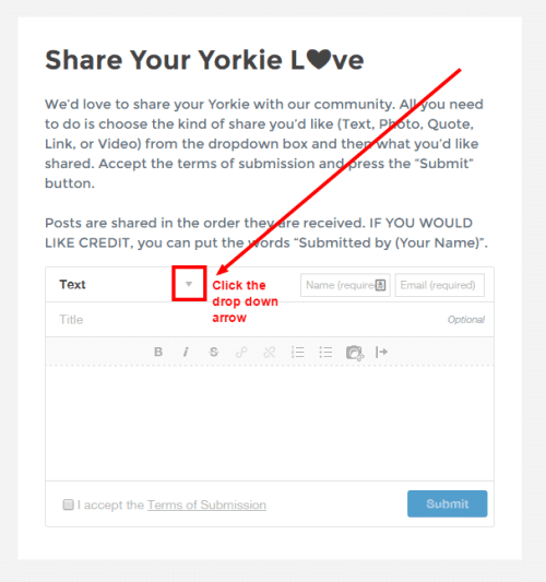 share-your-yorkie-love-2
