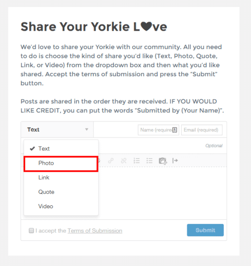 share-your-yorkie-love-3