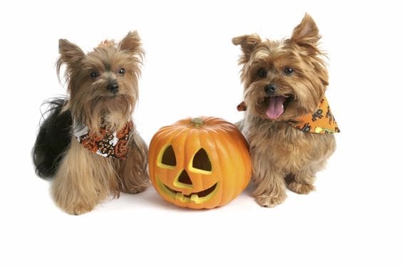 Two adorable yorkies with a halloween jack-o-lantern.  Isolated on white.