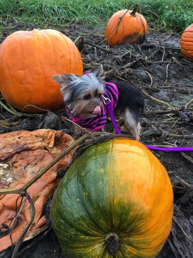 Pippa at the Pumpkin Patch