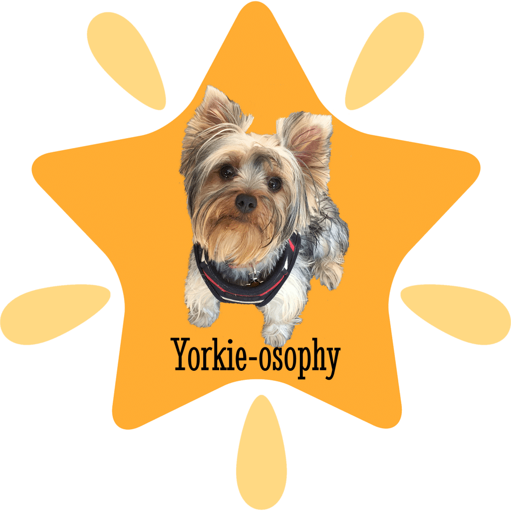 Yorkie osophy