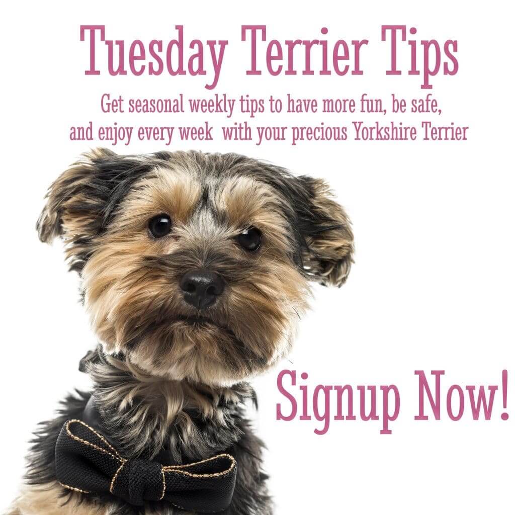 Tuesday Terrier Tips