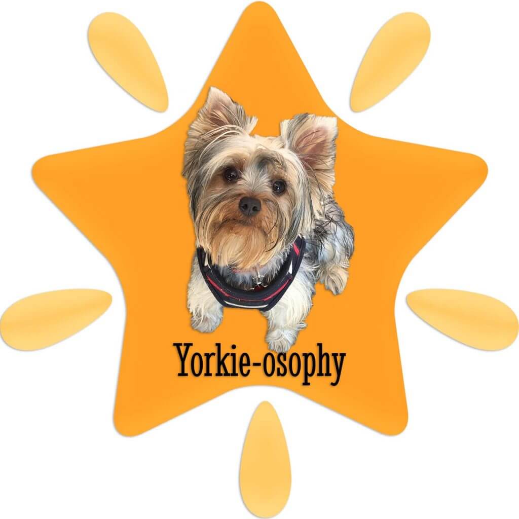 Yorkie-osophy